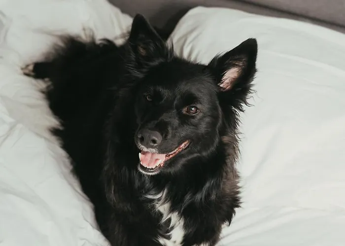 Puro Stare Готель